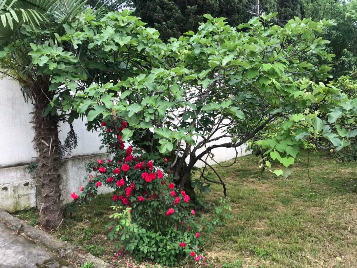 Guest House Dali Gagra Dış mekan fotoğraf