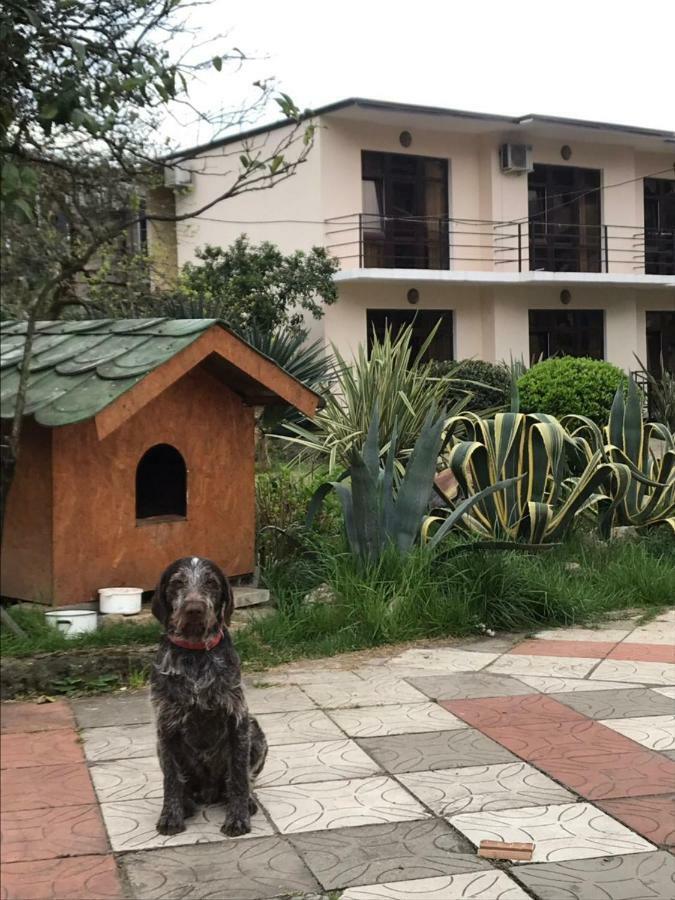 Guest House Dali Gagra Dış mekan fotoğraf